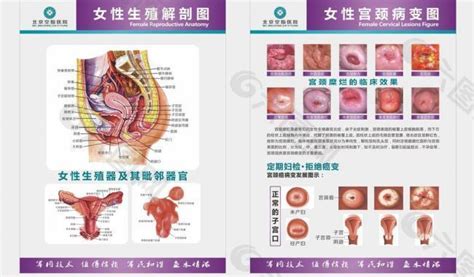 真人女生下面|女性外生殖器